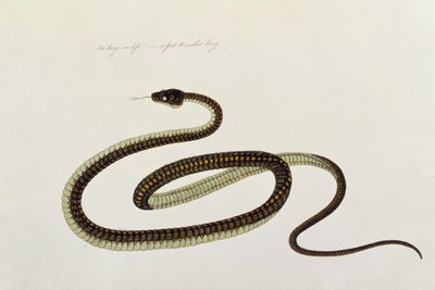 Snake, from Drawings of Animals, Insects and Reptiles from Malacca by Chinese School